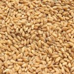 WhatsApp Image 2020-04-16 at 5.27.46 AM (1)