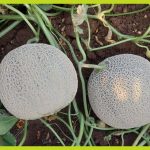 8dd0b0ea-81cf-41ff-a85c-ef1f5a44fb3c